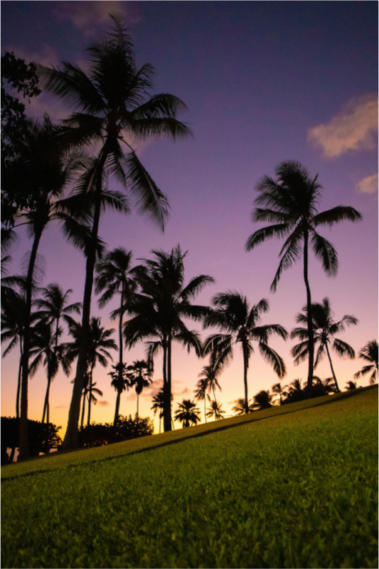 Main image Twilight Palms